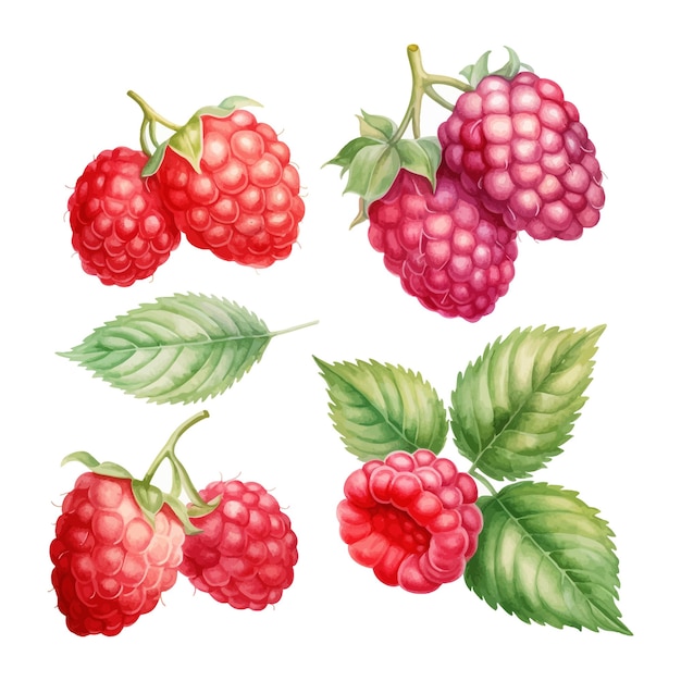 Set De Framboises Isolées à L'aquarelle Avec Des Feuilles Clipart à Fond Blanc