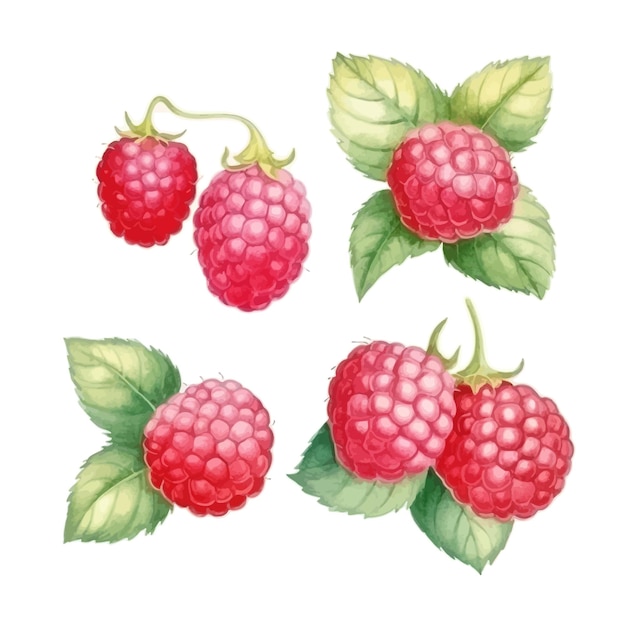 Vecteur gratuit set de framboises isolées à l'aquarelle avec des feuilles clipart à fond blanc