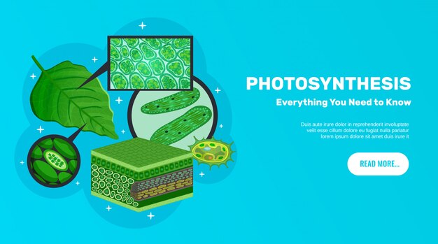 Site d'information de base sur la photosynthèse conception de bannière horizontale avec des feuilles vertes cellules chloroplastes structure de la chlorophylle