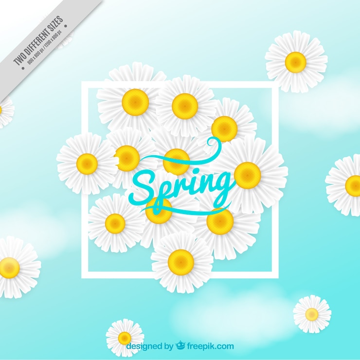 Vecteur gratuit spring background avec des marguerites réalistes