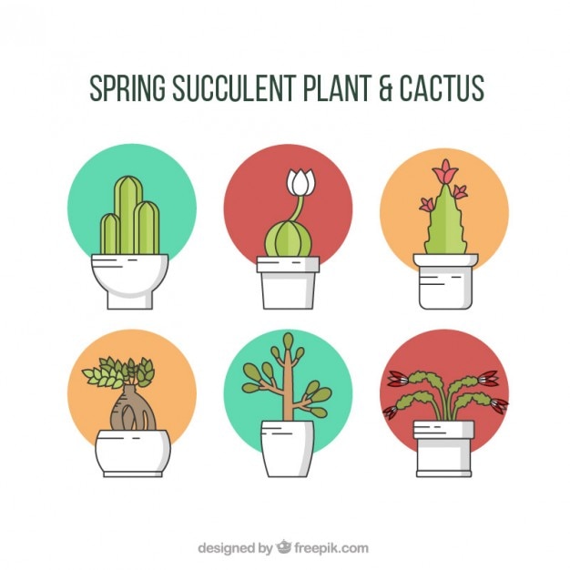 Spring Cactus