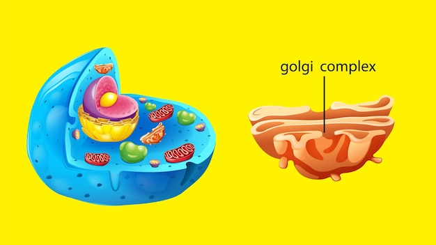 Vecteur gratuit structure de l'anatomie des cellules animales