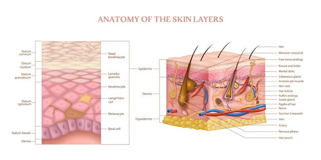 Structure anatomique des couches de peau humaine avec coupe transversale et parties étiquetées infographie réaliste illustration vectorielle