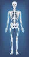 Vecteur gratuit structure anatomique squelette humain