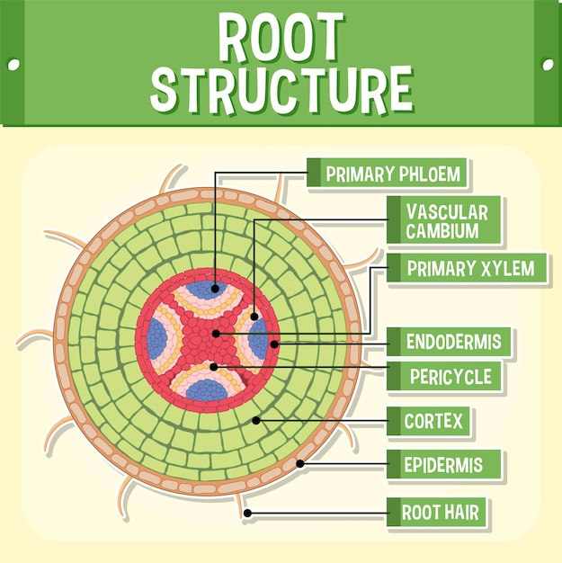 Structure Interne Du Diagramme Racine