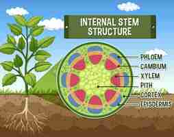 Vecteur gratuit structure interne du diagramme de la tige