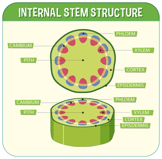 Structure Interne Du Diagramme De La Tige