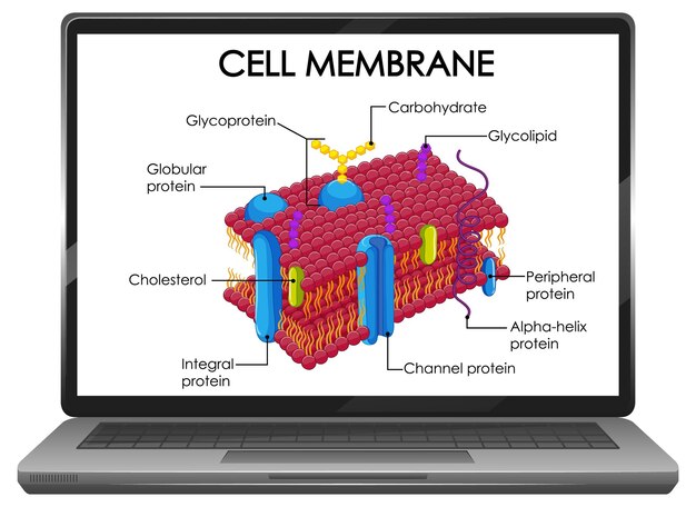 Structure de la membrane cellulaire sur écran d'ordinateur portable