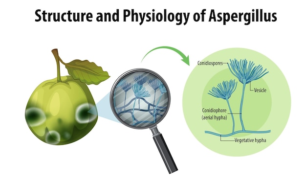 Vecteur gratuit structure et physiologie de la goyave aspergillus