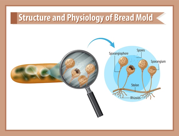 Structure et physiologie de la moisissure du pain