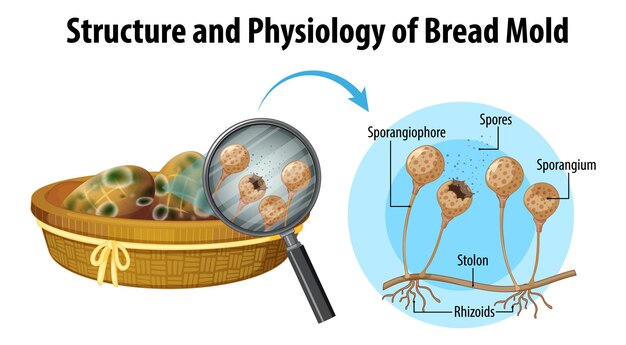 Structure et physiologie de la moisissure du pain