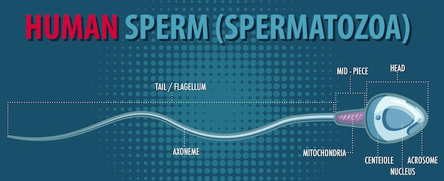 Vecteur gratuit structure des spermatozoïdes humains