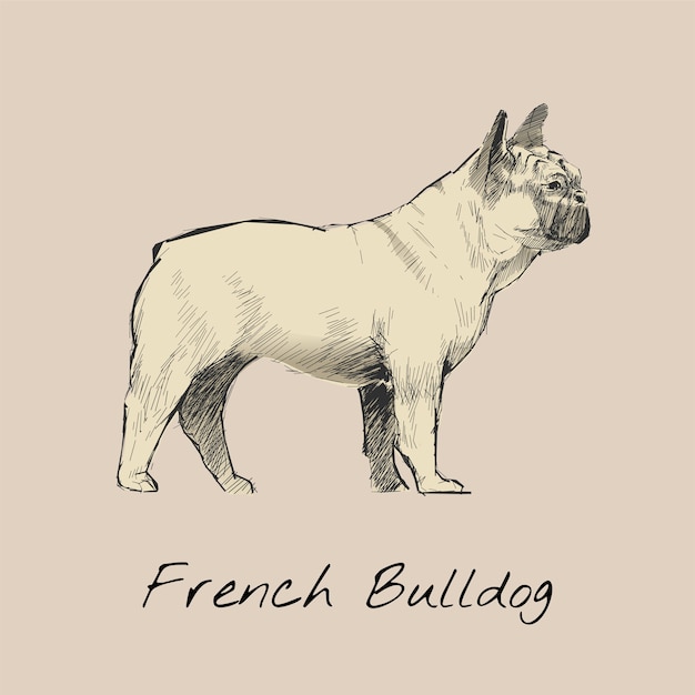 Style de dessin du chien