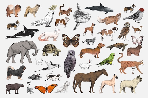 Style De Dessin D'illustration De Collection D'animaux