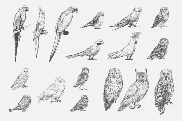 Style de dessin d&#39;illustration de la collection d&#39;oiseaux perroquet