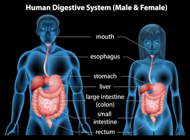 Vecteur gratuit système digestif humain