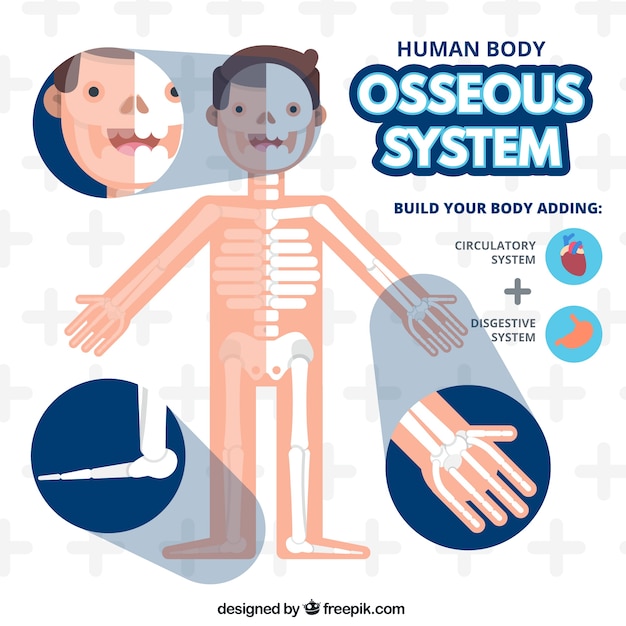 Vecteur gratuit système osseux