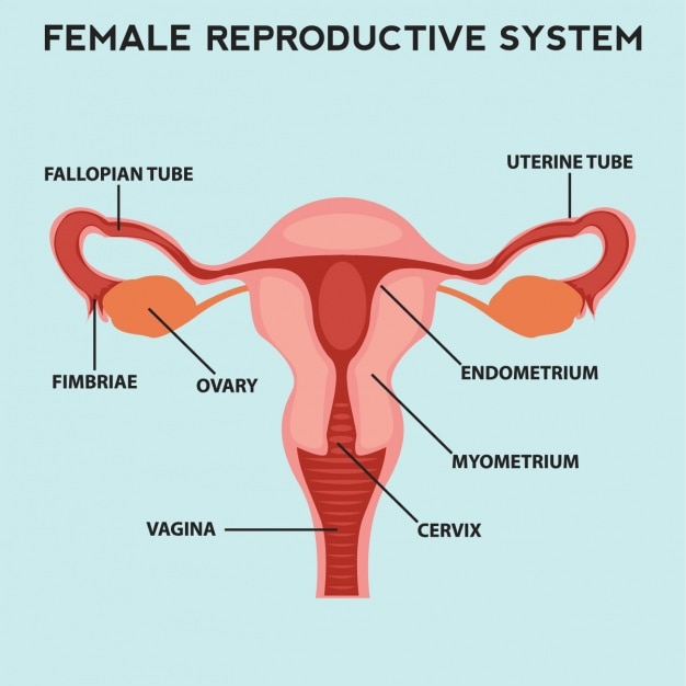 Vecteur gratuit le système de reproduction féminin