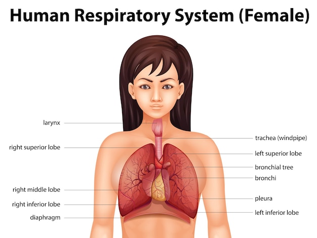 Vecteur gratuit système respiratoire humain