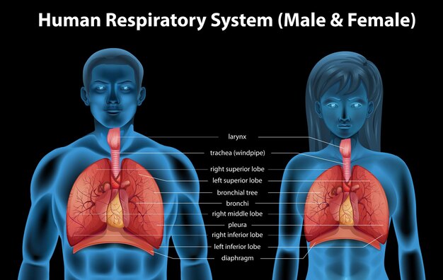 Système respiratoire humain