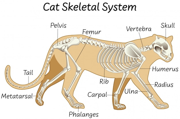 Vecteur gratuit système squelettique de chat scientifique