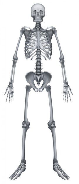 Système squelettique humain