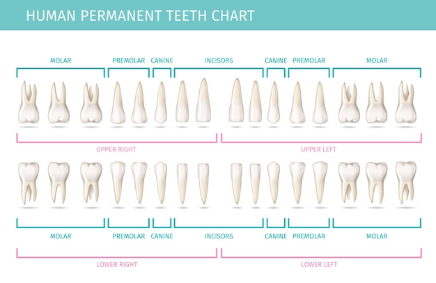 Vecteur gratuit tableau d'anatomie dentaire avec illustration vectorielle réaliste de dents humaines permanentes