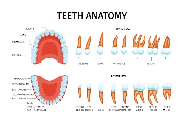 Vecteur gratuit tableau d'anatomie des dents adultes ensemble d'images de dents isolées avec mâchoires supérieure et inférieure et illustration vectorielle de texte