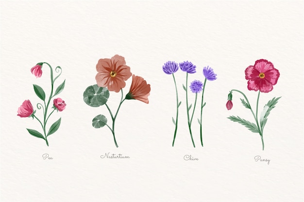 Tableau botanique plantes aquarelles