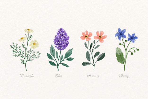 Tableau de fleurs botaniques aquarelle