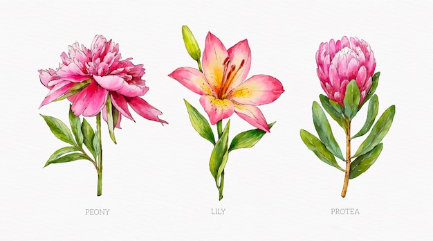 Tableau de fleurs botaniques aquarelle