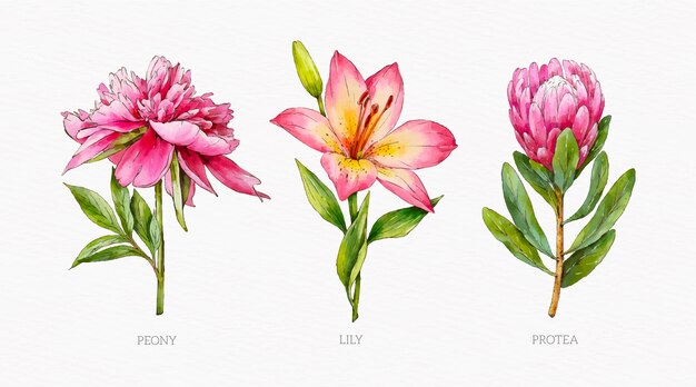 Tableau de fleurs botaniques aquarelle