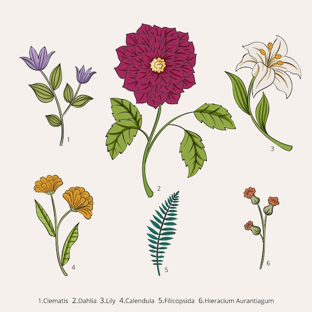 Tableau De Fleurs Botaniques Dessinés à La Main