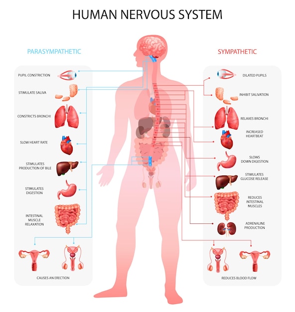 Vecteur gratuit tableau d'informations parasympathiques sympathiques du système nerveux humain avec représentation des organes et terminologie anatomique réaliste pédagogique