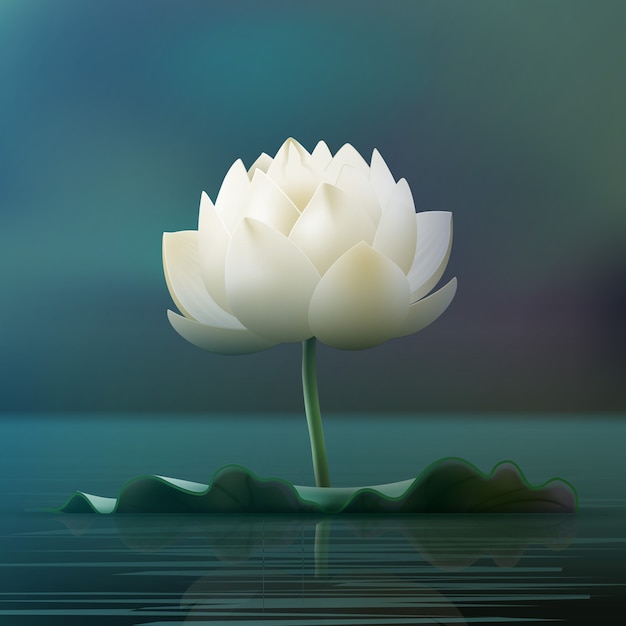 Tampon de fleur de lotus blanc de vecteur dans l'étang isolé sur fond flou