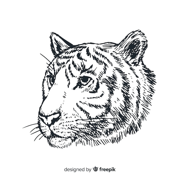 Tête de tigre