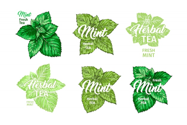 Tisane avec ensemble de modèles d'étiquettes de menthe fraîche.