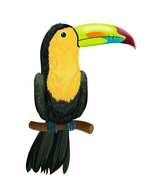 Toucan assis sur une branche d&#39;arbre. Pour les bannières, affiches, dépliants et brochures.