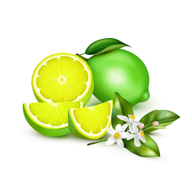 Vecteur gratuit tranche entière d'un demi-quart de citron vert frais d'agrumes avec une brindille de citron en fleurs réaliste sur une illustration blanche