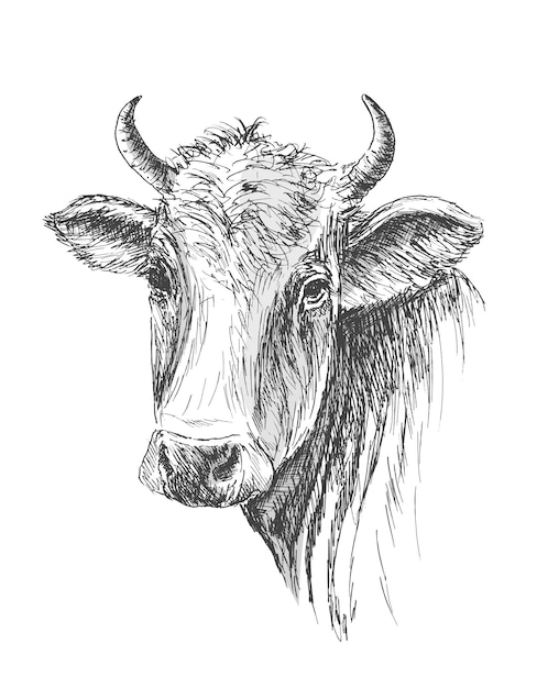 Tshirt imprimé Visage de vache croquis dessiné à la main sur fond blanc