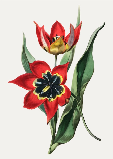 Tulipe Noire Et Rouge