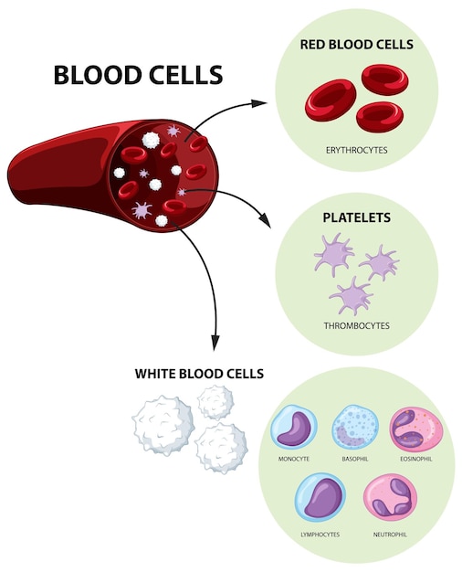 Vecteur gratuit type de cellules sanguines humaines sur fond blanc