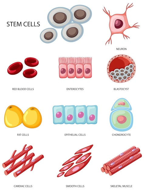 Types De Cellules Souches Sur Fond Blanc