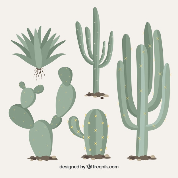 Vecteur gratuit variété classique de cactus sauvage