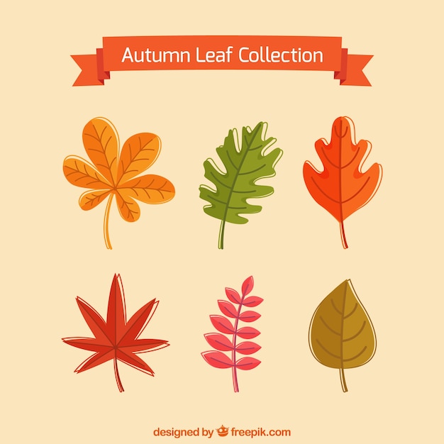 Vecteur gratuit variété de feuilles colorées