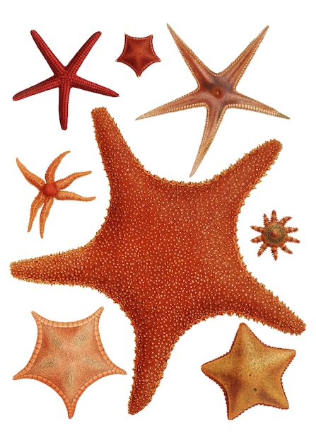 Variétés d&#39;étoiles de mer