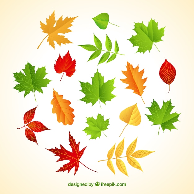 Vecteur gratuit varity de feuilles d'automne