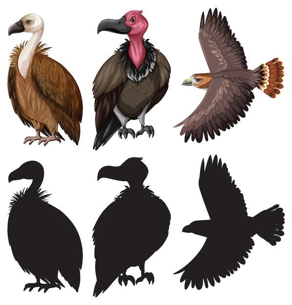 Vecteur gratuit vautour et aigle avec silhouette