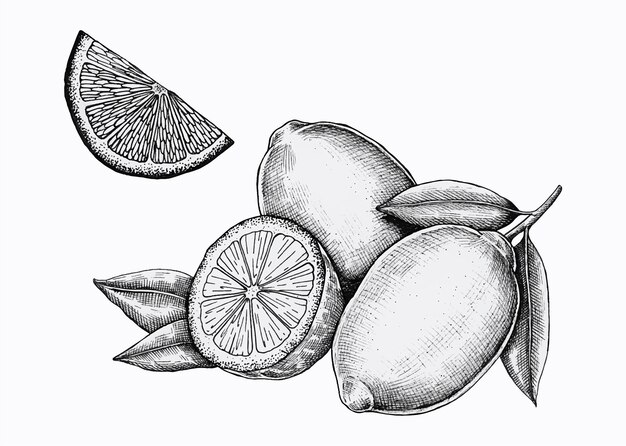 Vecteur de citrons frais dessinés à la main