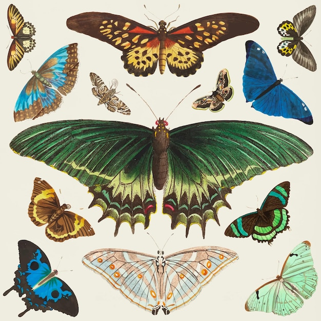 Vecteur de collection clipart vintage papillon